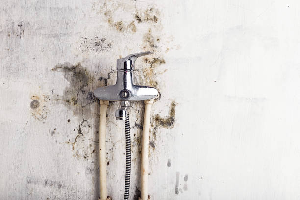 Best Professional Mold Removal  in Daniels, WV