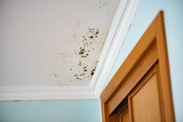 Best Local Mold Removal Service  in Daniels, WV