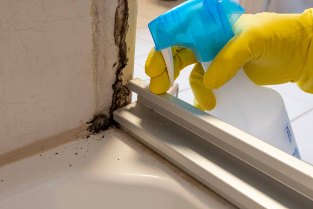 Best Same-Day Mold Removal  in Daniels, WV