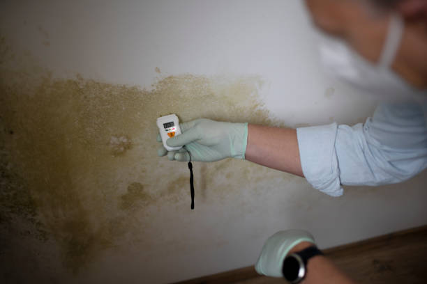 Best Commercial Mold Removal  in Daniels, WV