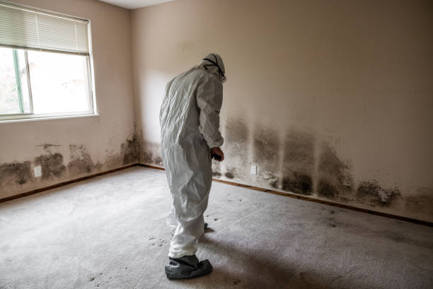 Best Black Mold Removal  in Daniels, WV