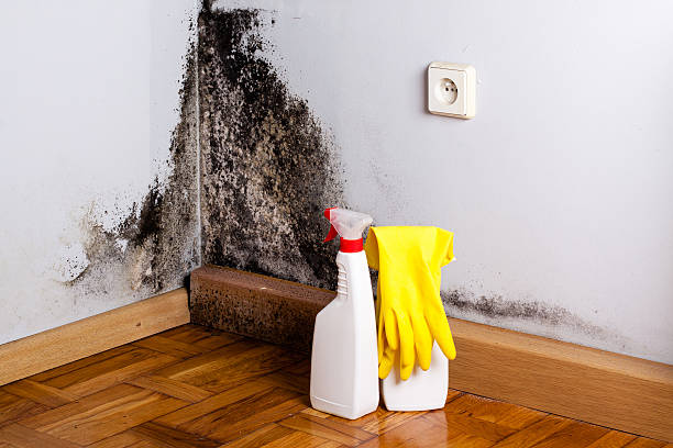 Home Mold Removal in Daniels, WV
