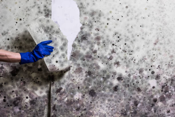 Best Mold Removal Company Near Me  in Daniels, WV